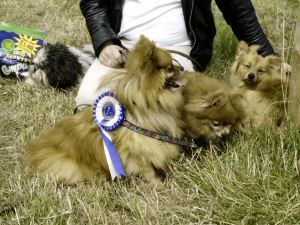 Boris at Greatwood